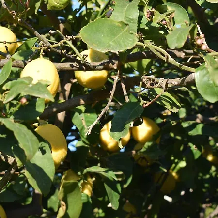 Casa Dell'olio - Al Baglio